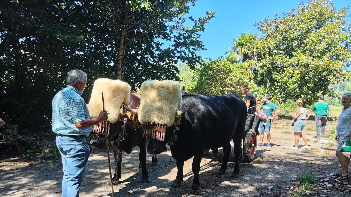 Desfile de los bueyes con el carro del país en Brieves.