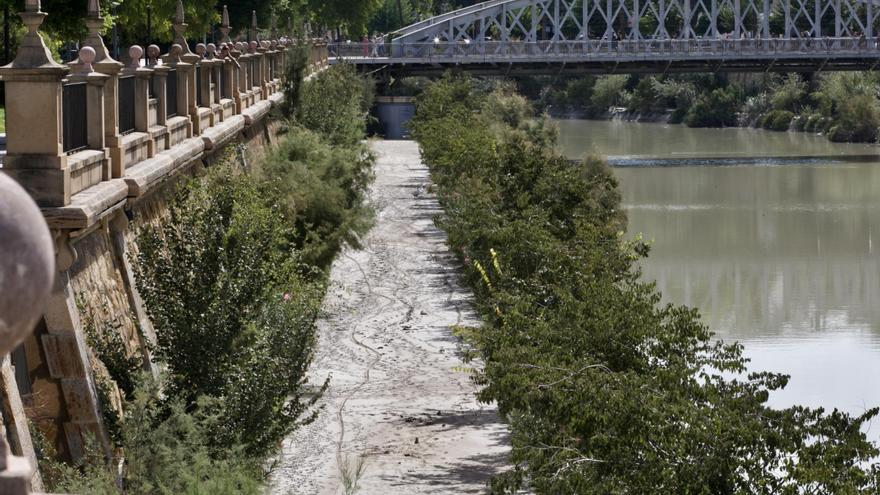 Limpieza de choque para recuperar el margen del río en Murcia