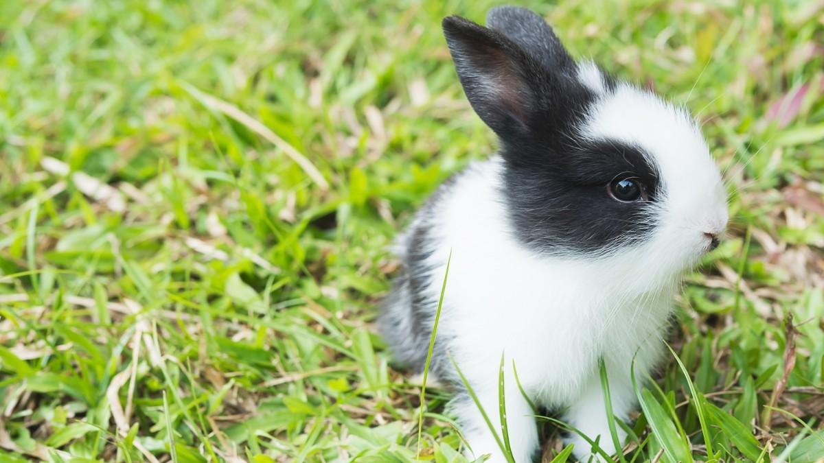 Cómo cuidar a un conejo holandés: características y cuidados