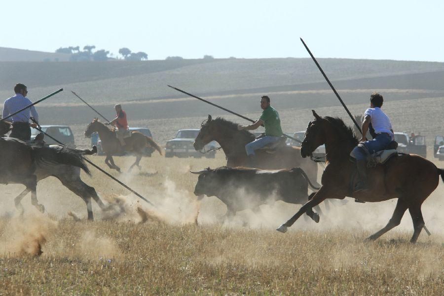 Fiestas en Moraleja del Vino: Encierro