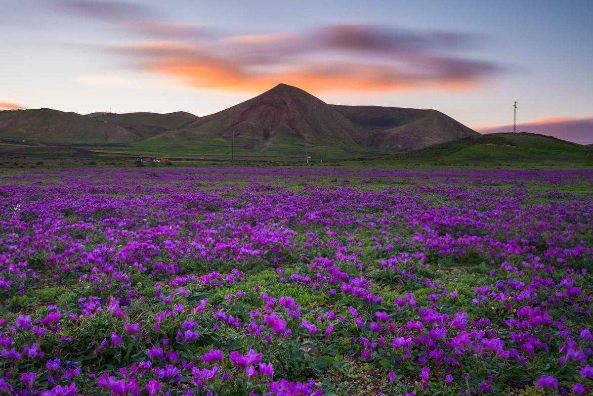 Un manto de flores lilas tapiza el sur de Lanzarote tras las lluvias