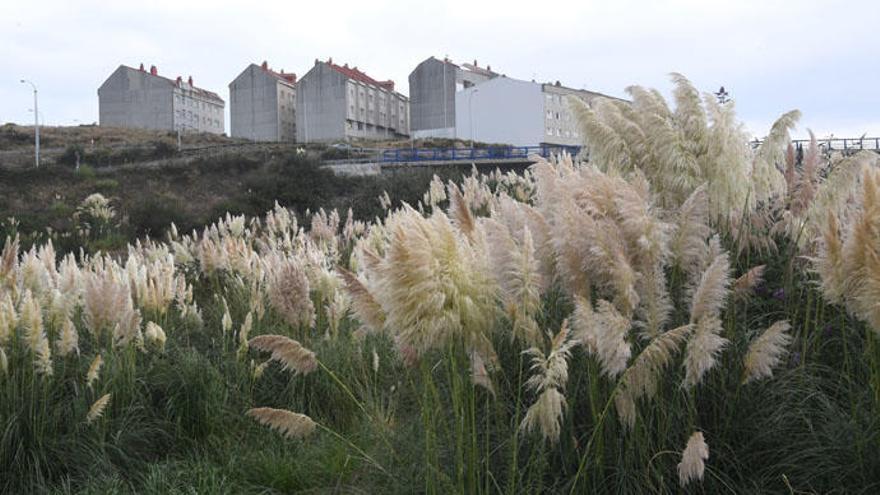 El plumero que se ve cada vez más