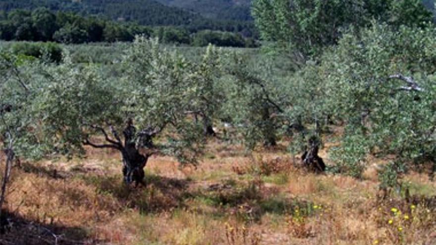 La mayoría de los olivares de Extremadura los gestionan agricultores a tiempo parcial