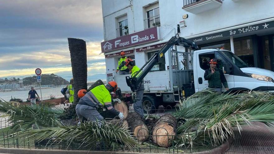 Blanes retirarà 13 palmeres afectades i malmeses per l’escarabat morrut