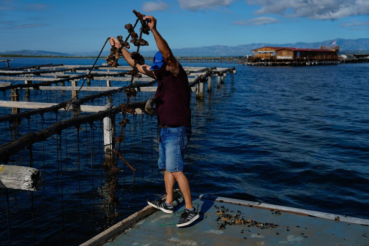 En este verano de concienciación sobre los estragos que ya está causando el cambio climático, las altas temperaturas se han cobrado unas víctimas palpables a través del calentamiento del agua: los mejillones del Delta del Ebro.