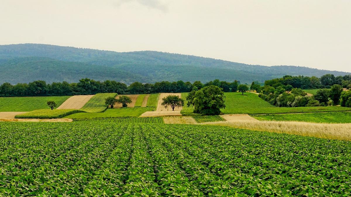 Cultivo de regadío