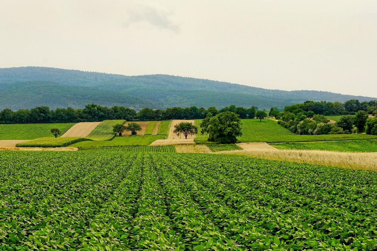 Cultivo de regadío