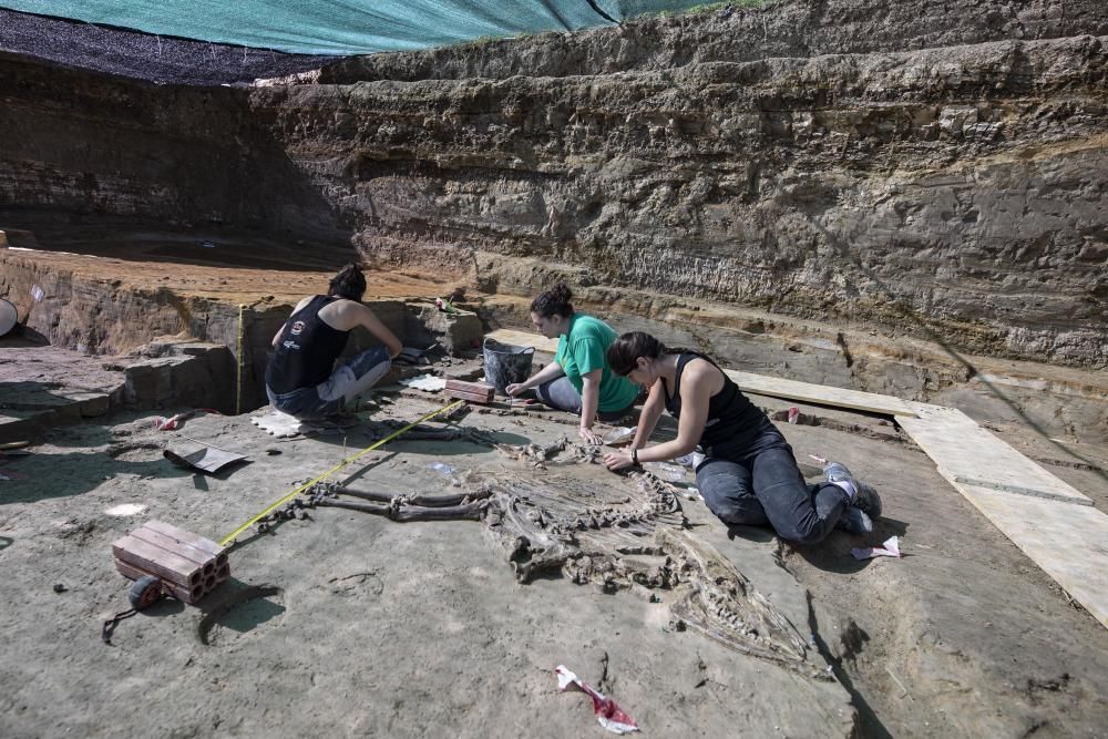 Troben l'esquelet d'un bòvid de fa 3 milions d'anys al Camp dels Ninots de Caldes