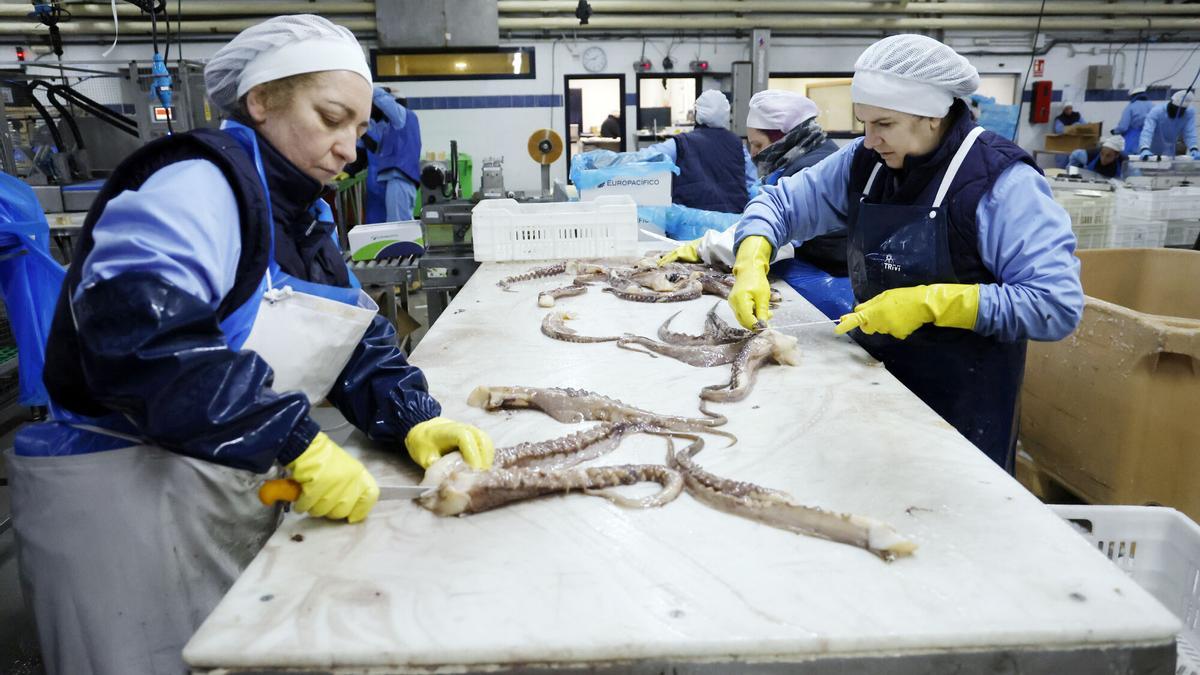 Trabajadoras de una empresa de Vigo manipulan varios cefalópodos en sus instalaciones.