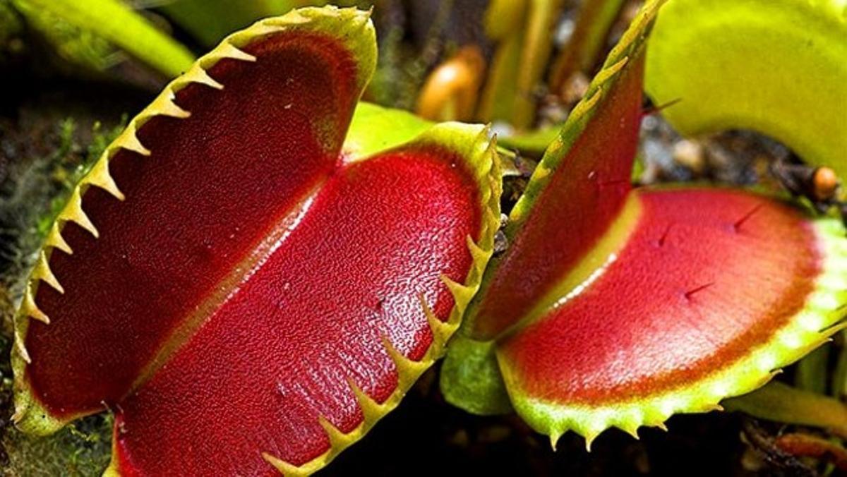 Un espècimen de venus atrapamosques, més coneguda com a planta carnívora.