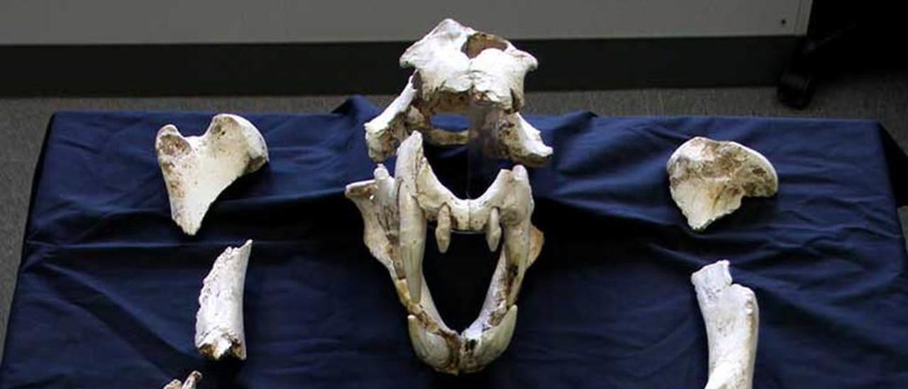 Los restos recuperados del león de Porrúa, los más completos que se han hallado hasta la fecha en Asturias.