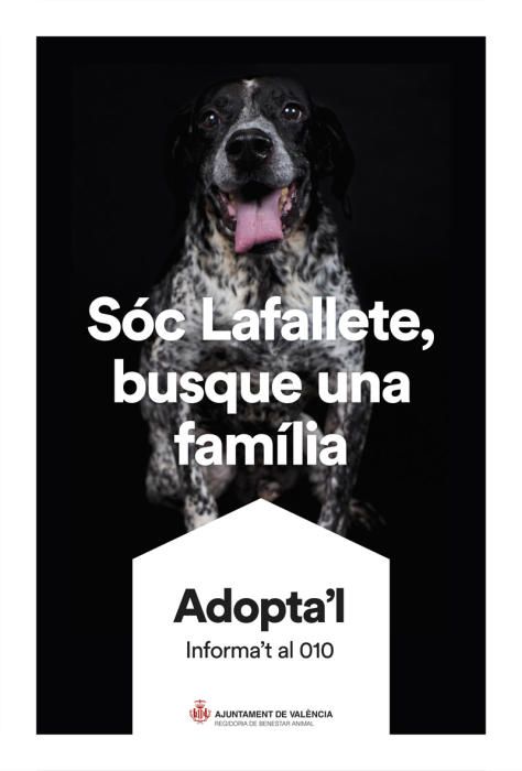 València pone cara y nombre a los perros de Benimàmet que buscan familia de adopción