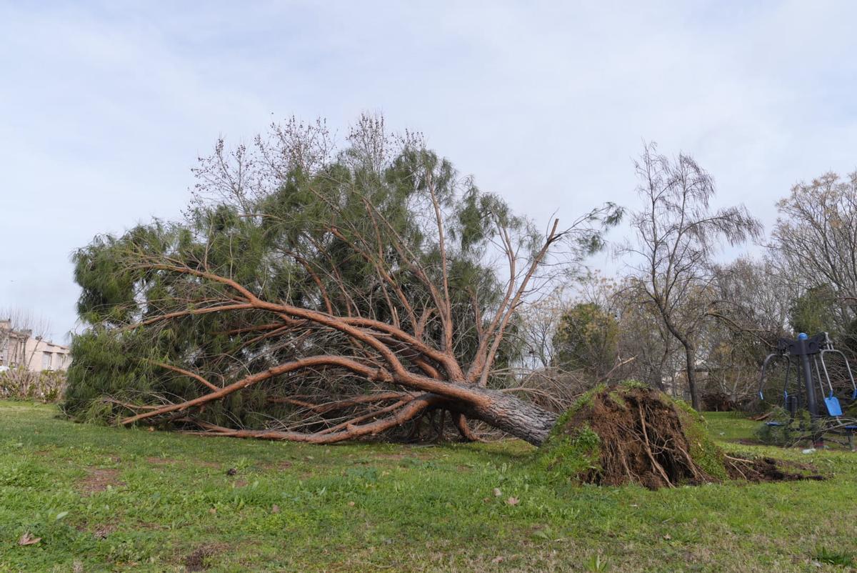 Daños causados por el vendaval.