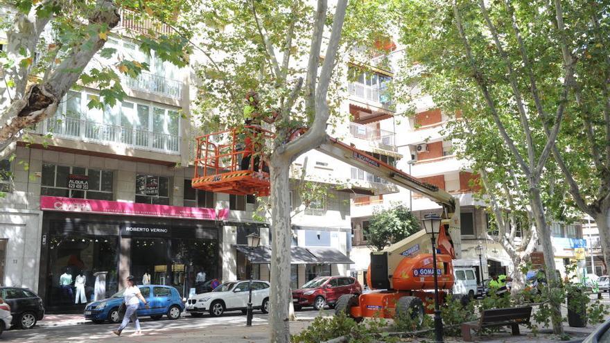 Un operario podando los árboles de la calle Alfonso X.
