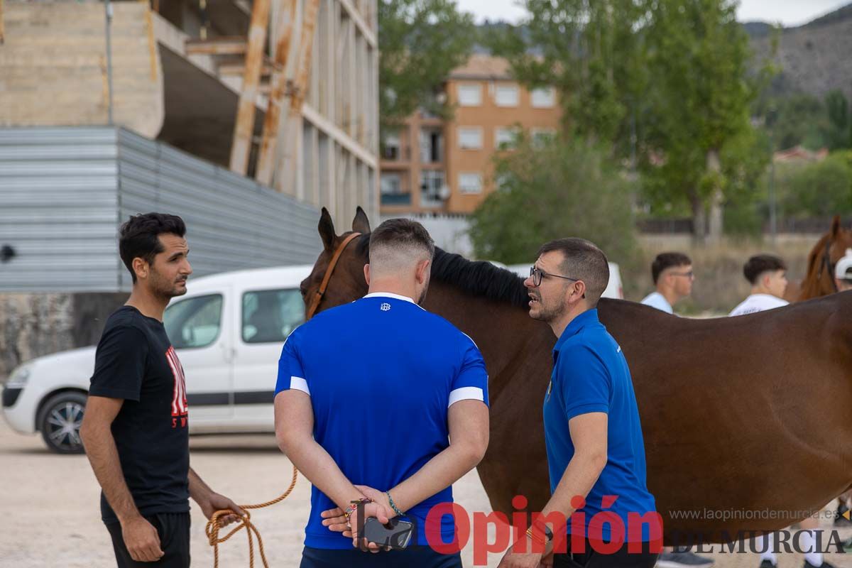 Control veterinario de los Caballos del Vino en Caravaca