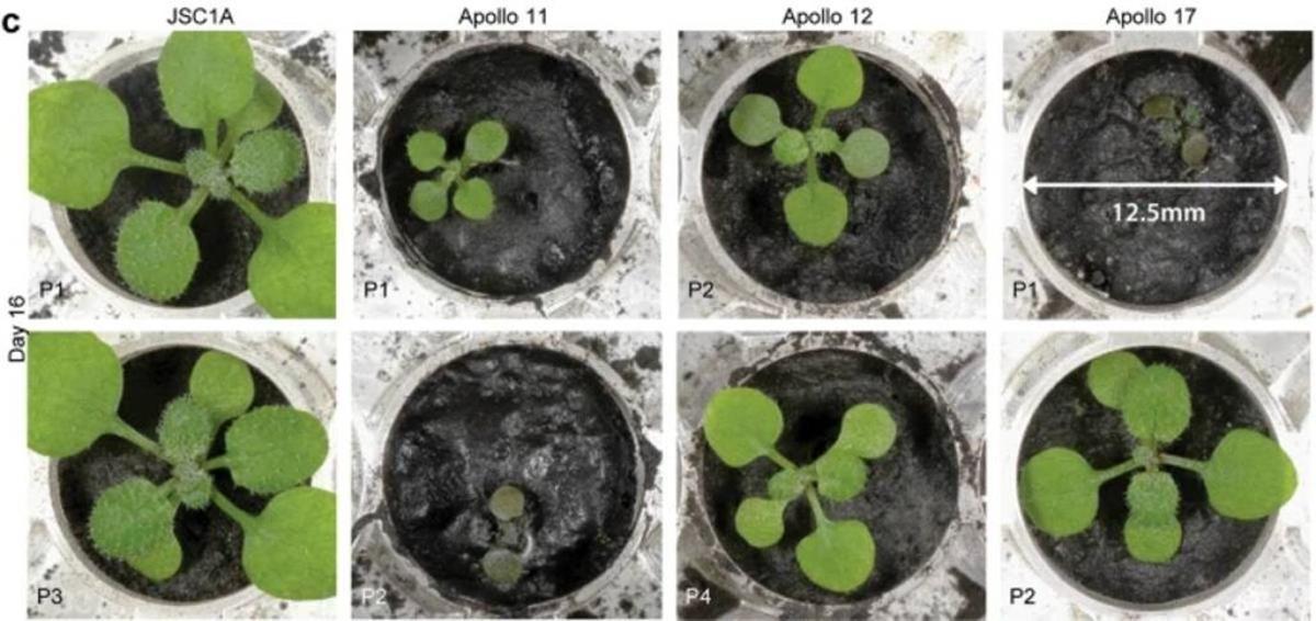 Plantas cultivas en tierra lunar