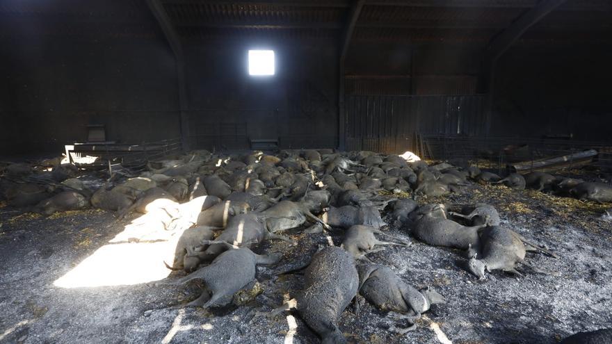 Hecatombe en Alcalá: 400 ovejas mueren sofocadas por el incendio del Moncayo