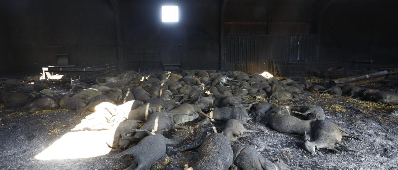 El fuego se cobra la vida de 400 ovejas en Alcalá de Moncayo