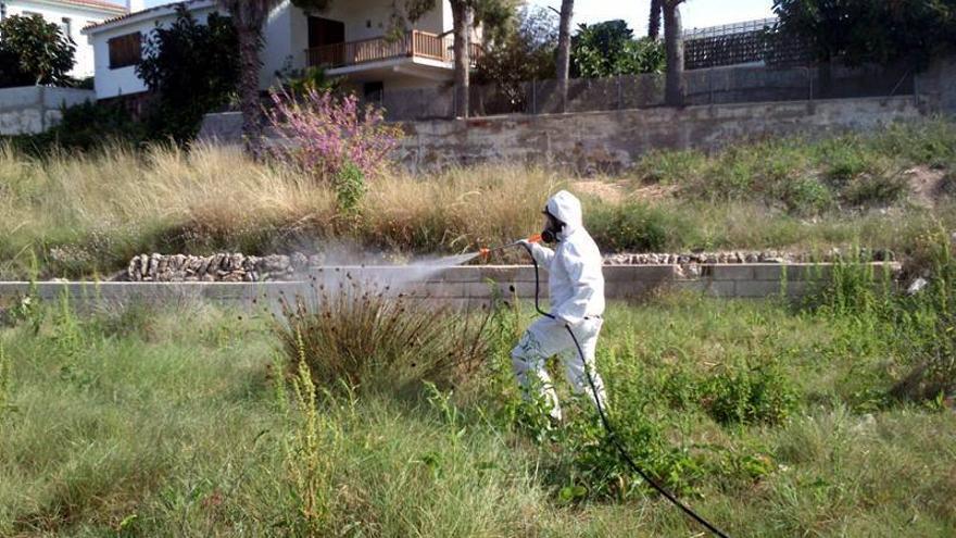 La ‘fiebre’ por la fumigación satura el servicio en Burriana