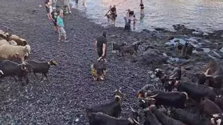 El baño de las cabras en Puerto de la Cruz mantiene viva una tradición ancestral en San Juan