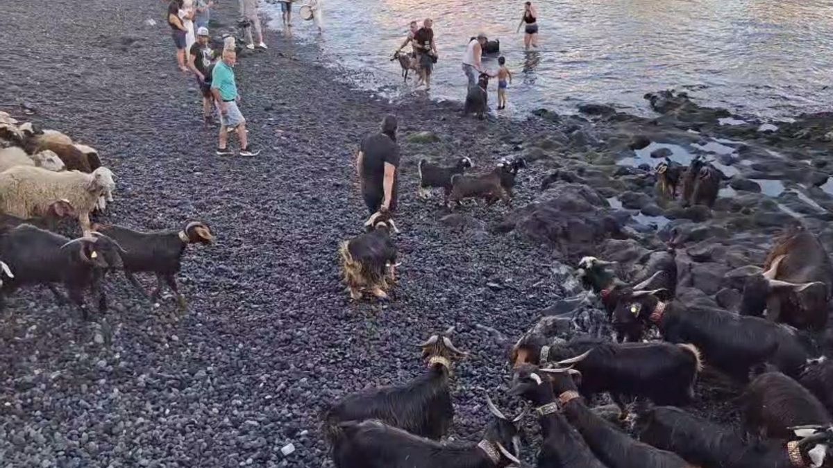 Tradicional baño de las cabras en Puerto de la Cruz
