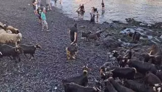 Tradicional baño de las cabras en Puerto de la Cruz