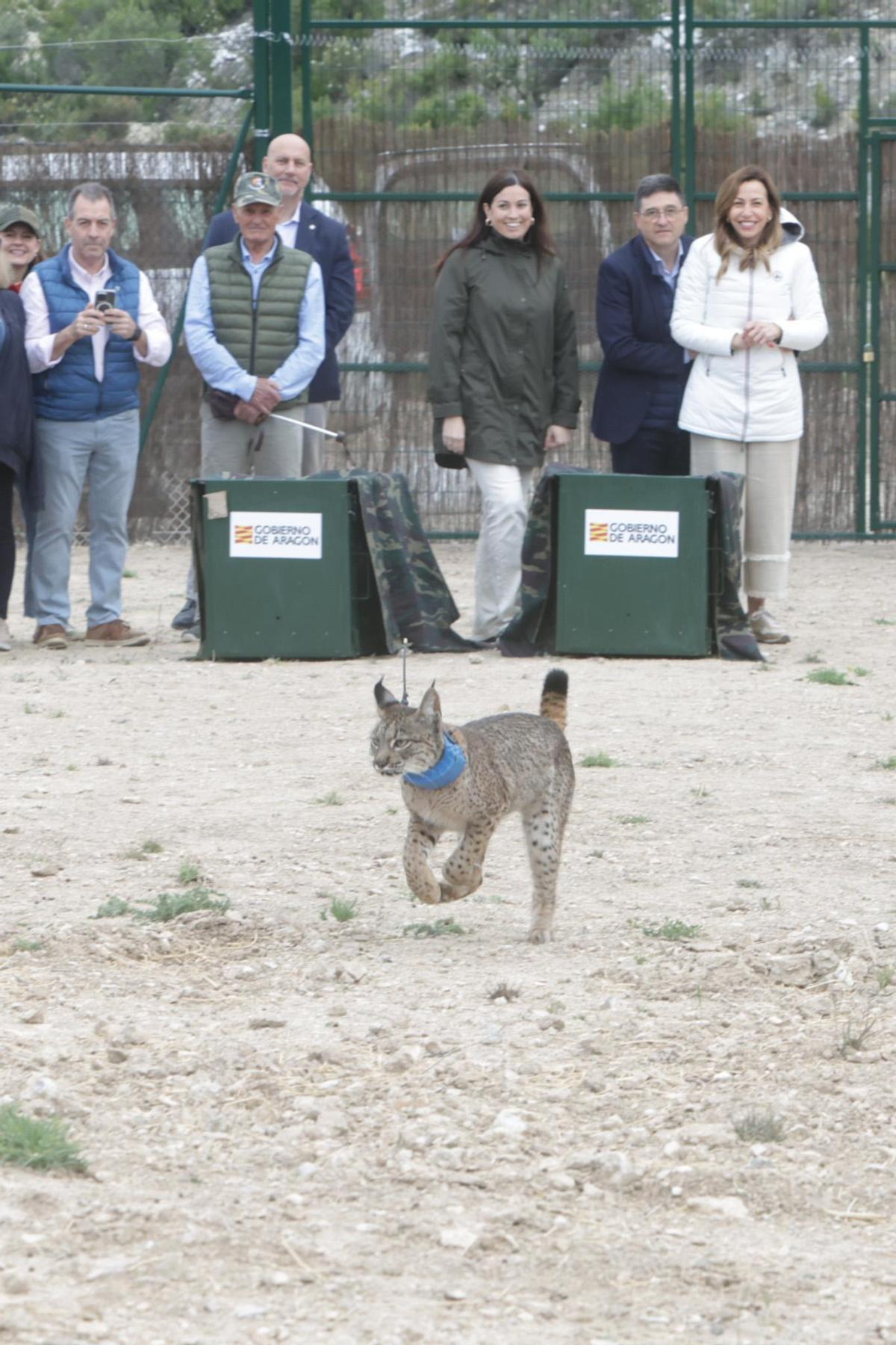 Uno de los linces que han soltado este miércoles en la cuenca del Huerva.