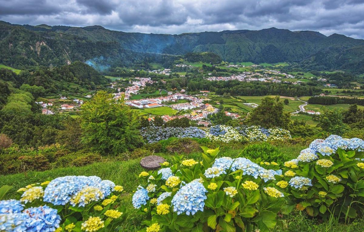 Azores, hortensias