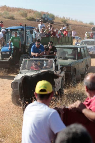 Fiestas en Zamora: Encierro en El Pego