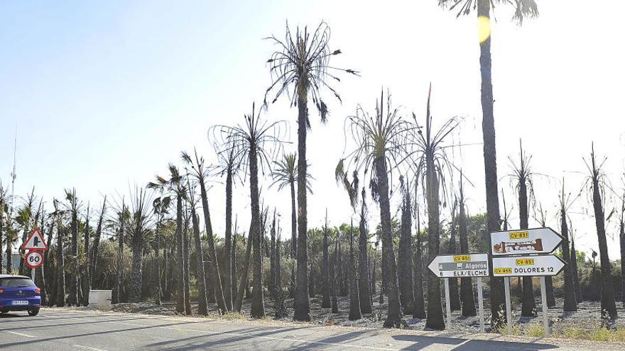 El estado en el que quedaron algunas de las palmeras tras arder el sábado de madrugada en uno de los huertos del campo de Elche.