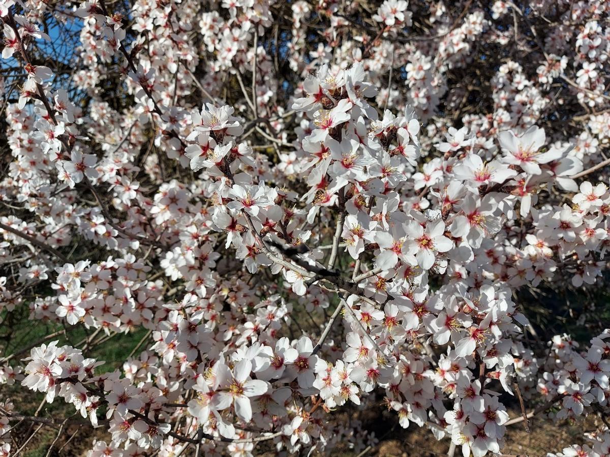 Almendros en flor en la zona de Utiel