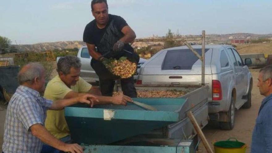 Socios de la nueva cooperativa procesan la producción de pistacho de un cultivador.