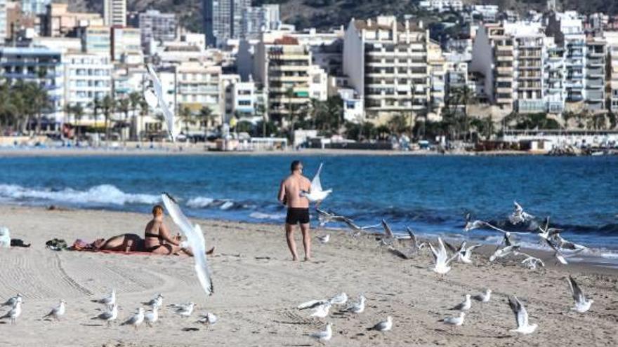 Benidorm «censa» más de 120.000 gaviotas