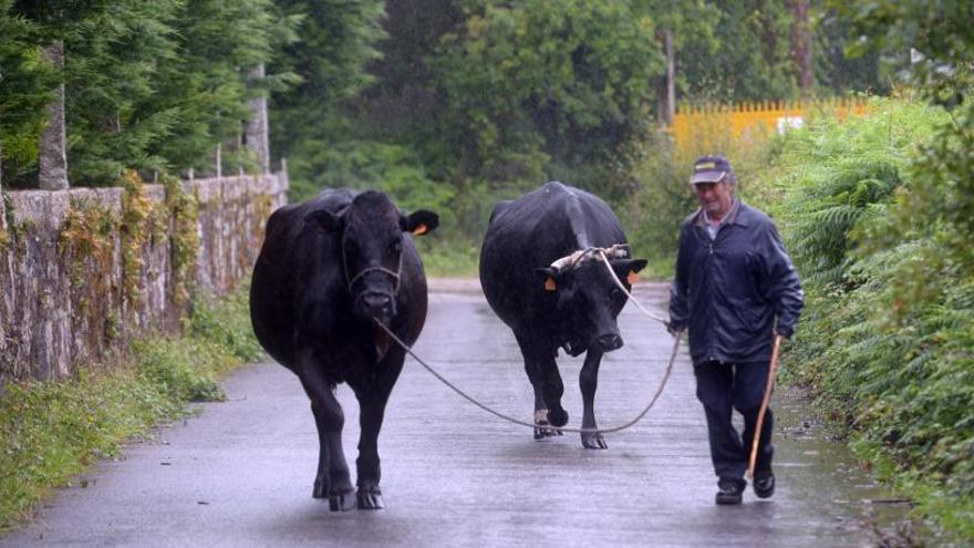 Los ganaderos piden una subida del precio de la leche en origen