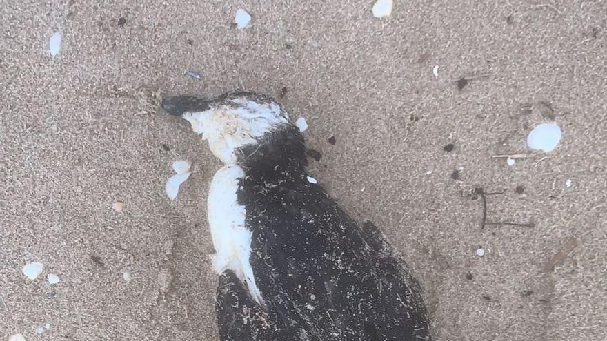 El tramo de la costa entre El Perelló y Les Palmeres se ha llenado de aves muertas. Arriba, a la derecha, una alca torda con vida. | R.D.