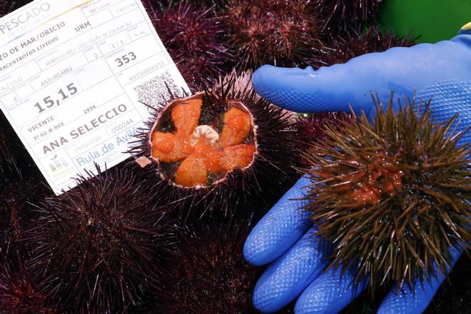 Los primeros oricios asturianos llegan a El Llano a precio de lujo: “Están caros, pero van a volar”
