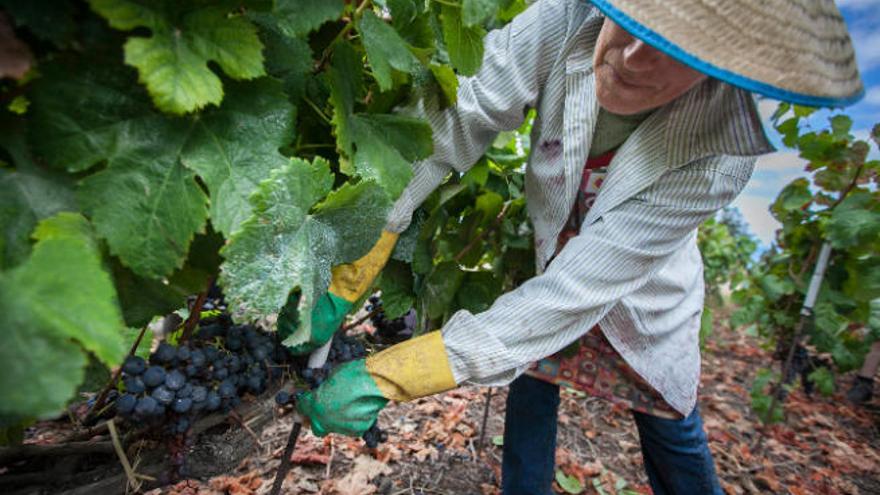 Una mujer trabaja en la vendimia en la bodega Tajinaste de La Orotava.