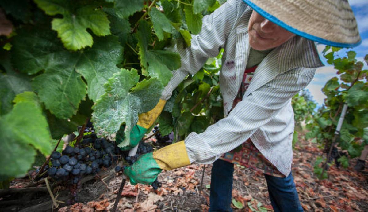 Una mujer trabaja en la vendimia en la bodega Tajinaste de La Orotava.