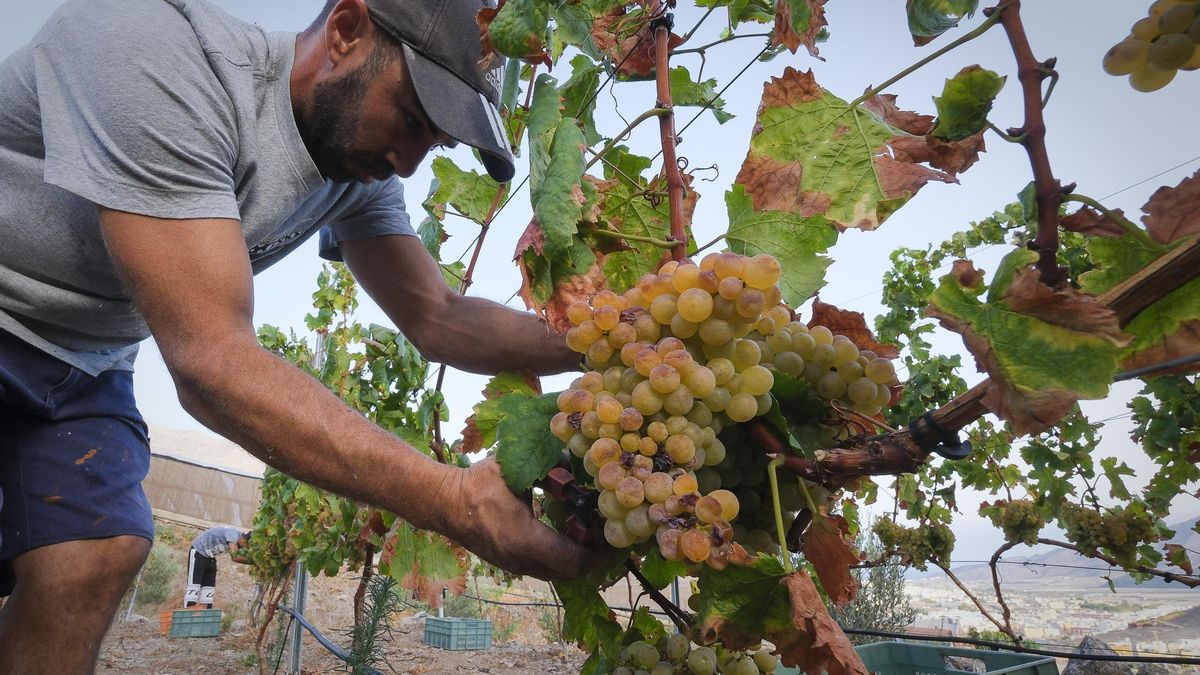 Vendimia en la finca de Valerio Hidalgo, en El Pinillo.