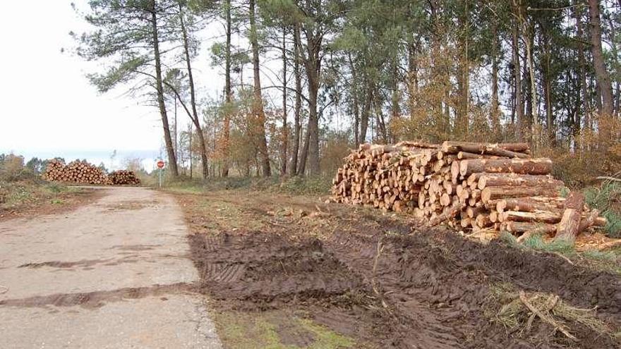 Varios lotes de madera amontonados junto a la carretera de Monte Penide en la zona de la tala. // FdV