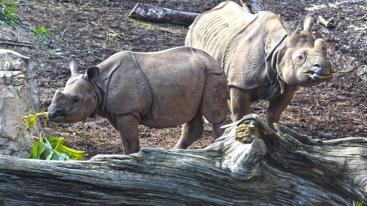 Shiwa y la pequeña Duna rinoceronte asiático