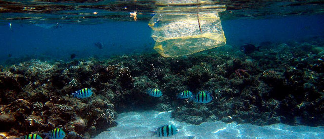 Peces y bolsas de plástico comparten espacio en el Mar Rojo.