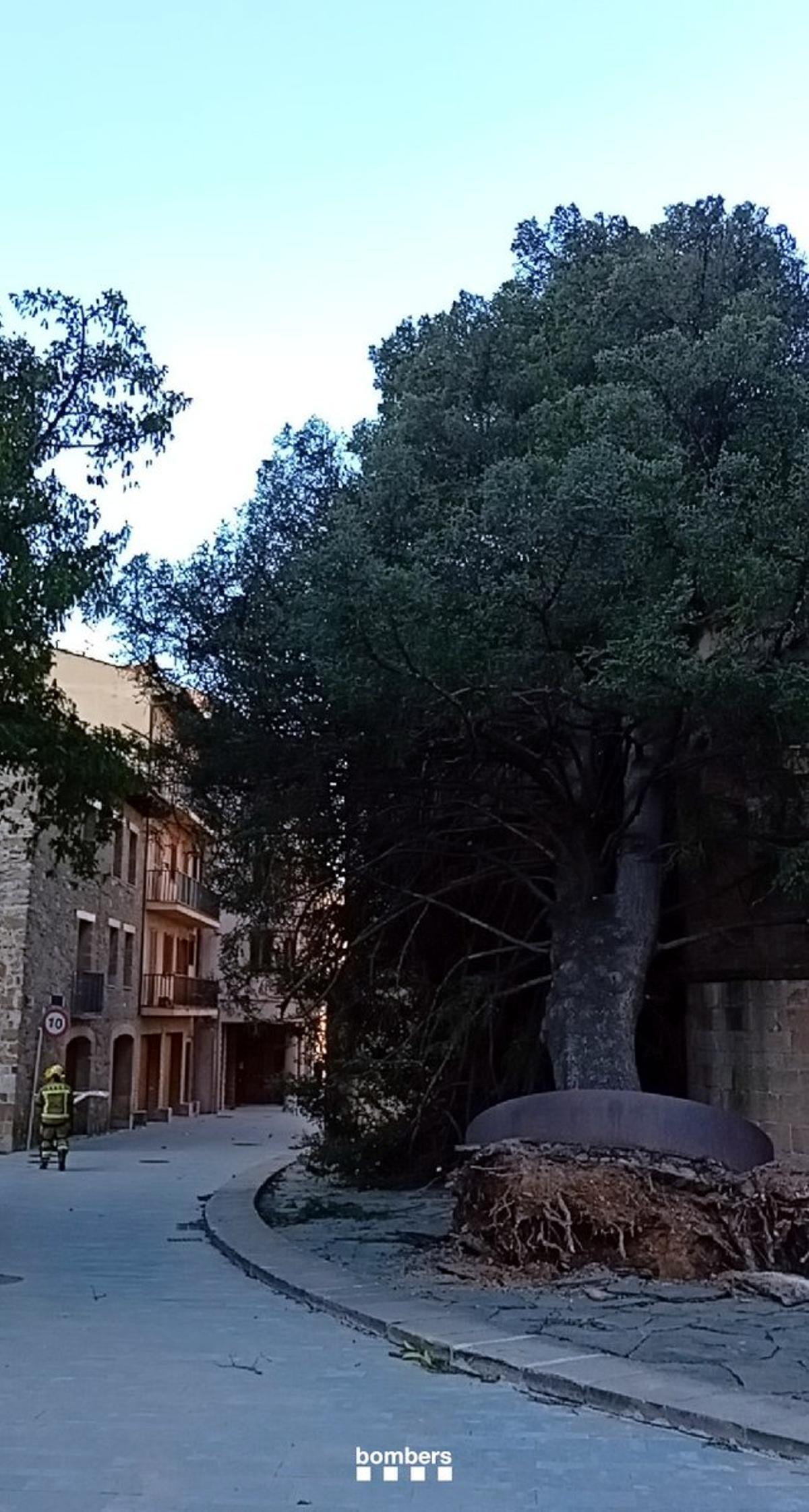 Un arbre de grans dimensions tombat per la ventada a Sant Joan de les Abadesses, al Ripollès  / Bombers de la Generalitat