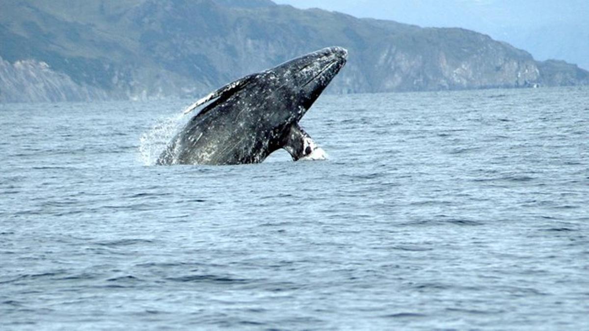 Ejemplar de ballena gris, 'Eschrichtius robustus', fotografiado cerca de la costa oeste de Estados Unidos