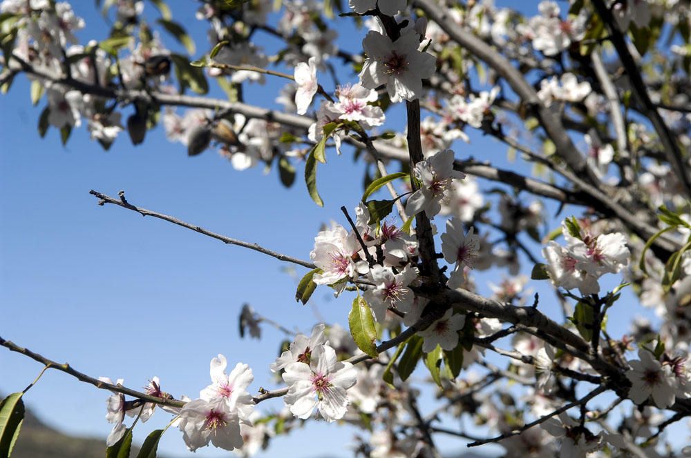 Fiesta del Almendro en Flor en Tejeda