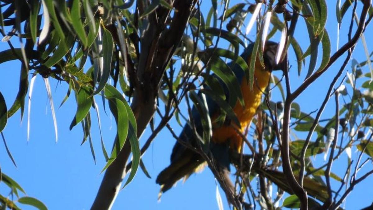 El pájaro, en lo alto de las ramas del eucalipto.   | // FDV