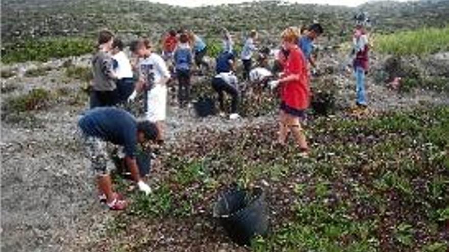 Una acció a Cadaqués per eliminar plantes invadores, el 2013.