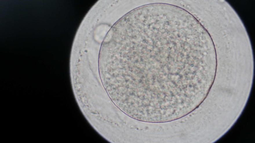 Diez niños de un donante de esperma portador de un gen cancerígeno nacieron en España.