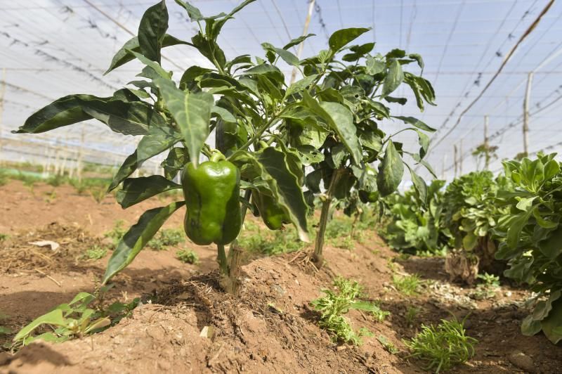 Huertos familiares ecológicos en Ingenio