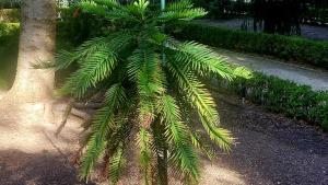 El pino Wollemi del Jardín Botánico de Madrid